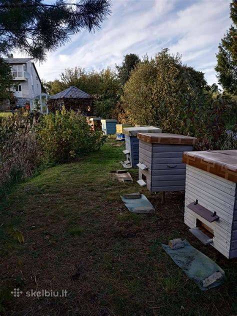 Bičių aviliai ir moderni gamybinė bazė