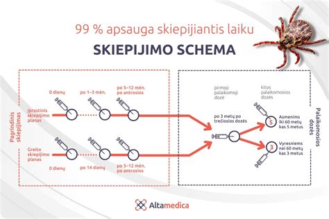 Infografinė schema: kaip atnaujinti medieną - nuo nuvalymo iki dažymo