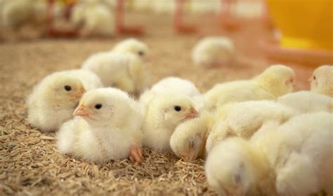 Viščiukai prie girdyklos