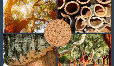 Kamštinio ąžuolo žievės lupimas