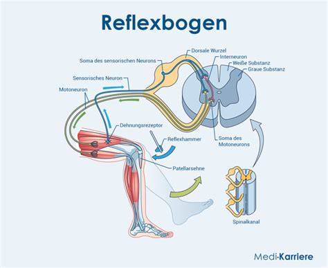 Termoizoliacijos plėvelių REFLEX schema