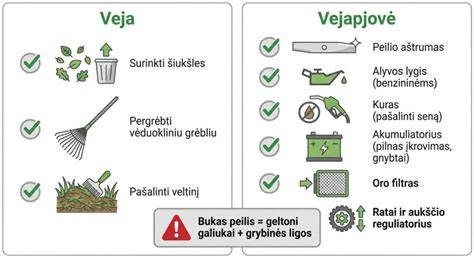 Infografika: medienos paruošimo žingsniai prieš dažymą