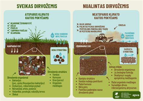 Infografika: kaip veikia drenavimo sluoksniai molžemiuose ir smėlingoje vietoje