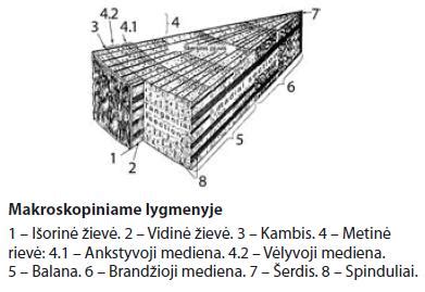 Medienos pjūvių schema