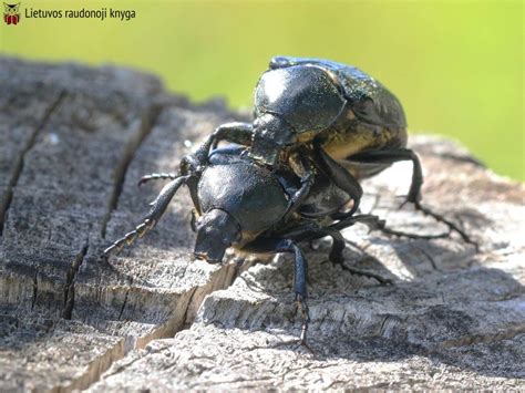 Aštuoniataškis auksavabalis