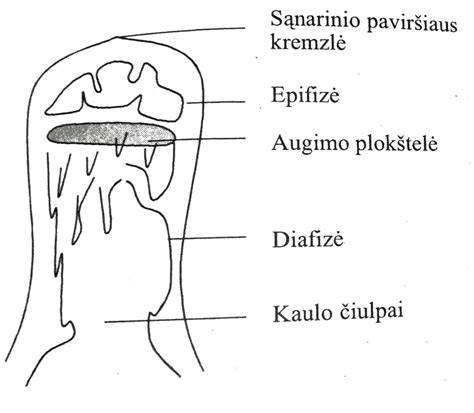 Kalcio fosfato kaulų cementas: HA formavimasis ir hidratacija