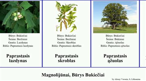 Medienos rūšių palyginamoji diagrama: ąžuolas, uosis, pušis, riešutmedis, vyšnia, klevas, beržas, tikmedis