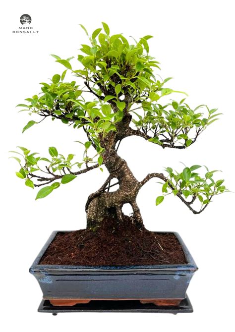 dekoratyvinis medis iš faneros