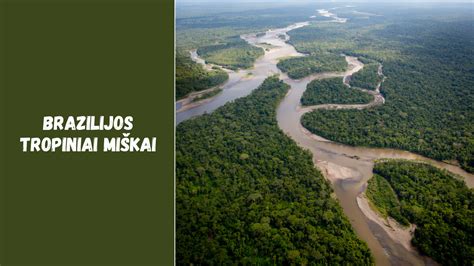 Brazilijos atogrąžų miškai kirtimas ir ganyklų plėtra