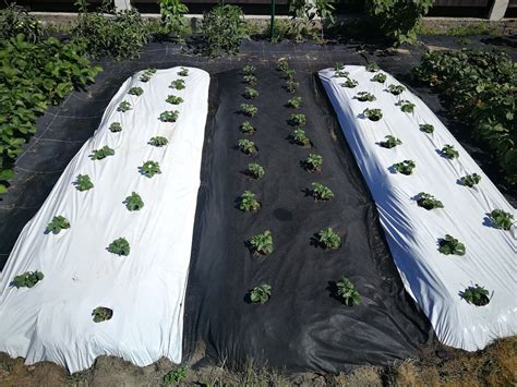 Braškių lysvės su juoda agro danga