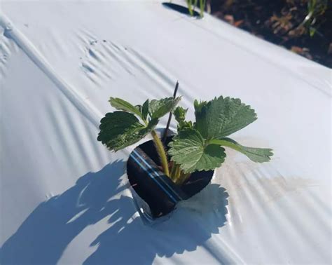 Braškių auginimas PVC vamzdyje