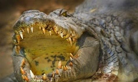 Scheminis edukacinės lentos 