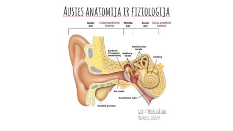 Infografika: ausies anatomija ir ventiliacijos keliai