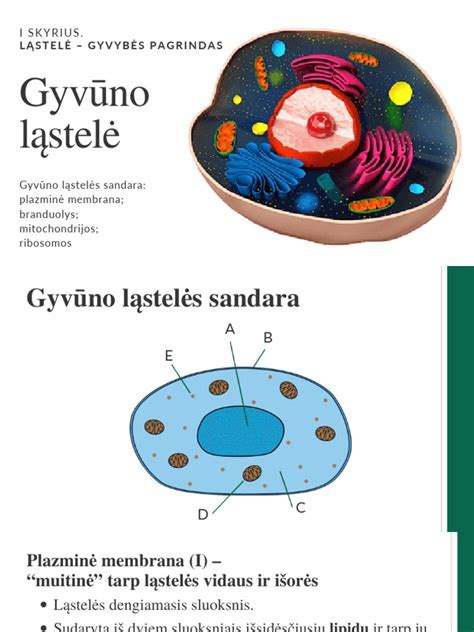 Infografika: Sandwich plokščių sandara ir užpildų tipai