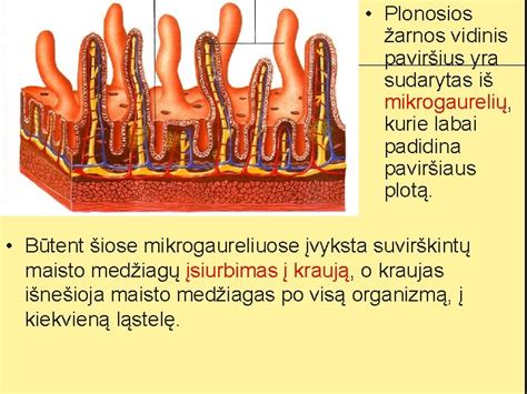 Gofruotas išorinis sluoksnis ir lygus vidinis paviršius - konstrukcinė išdėstymo schema
