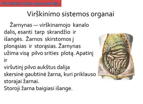 Žarnyno anatomija ir apatinės pilvo dalies organų schema