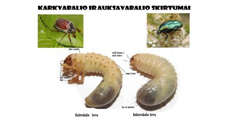 Lervos ir skylutės medienoje