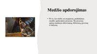 Infografika: medienos rūšys, apdirbimo būdai ir panaudojimo sritys