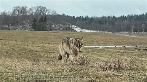 Inkilų apsaugos nuo plėšrūnų schemos