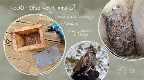 Paukščių parazitai inkiluose