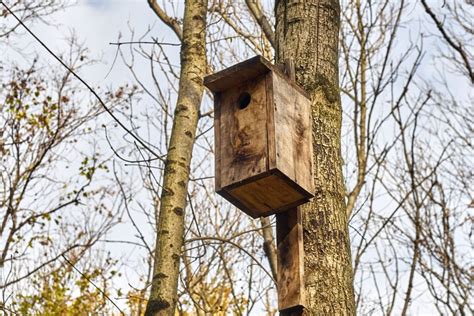 Kaip apsaugoti inkilus nuo plėšrūnų