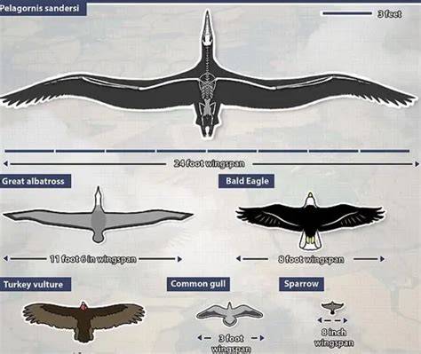Didysis senovės albatrosas ir Pelagornis sandersi palyginimas sparnų ilgiu