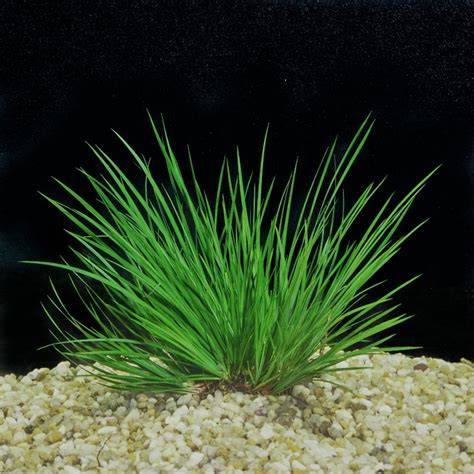 akvariumo-dizainas-folija