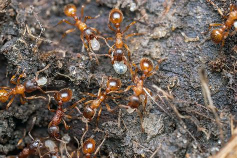 nuotrauka-ants-ankl-jungtis