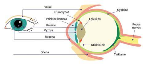 Infografika: Slydimo guolių sandara ir sluoksniai