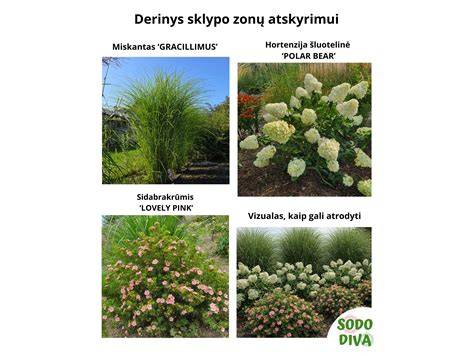 Pavyzdžiai slaitų apželdinimui: žolynai, dekoratyviniai augalai, augalų deriniai