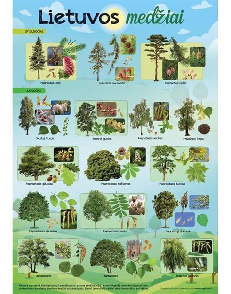 medžių rūšys ir jų kaitrumas