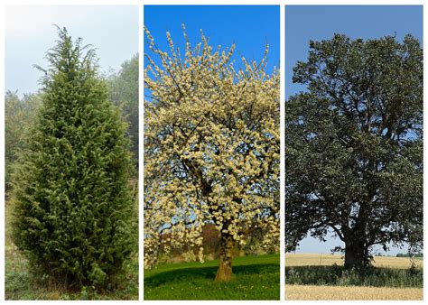 Schema su atstumais nuo daugiabučio sienos iki medžių ir krūmų