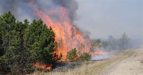 Miško gaisras Kuršių nerijoje
