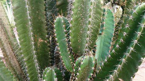 Nuomonė apie Cereus peruvianus - spiralinis stulpenis, briaunotas stiebas