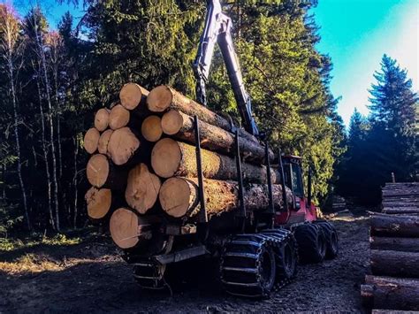 Procesas, kaip parduoti medieną