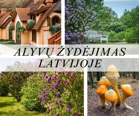 Infografika: skirtingų alyvų dengimo ir džiūvimo laikas