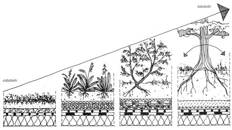Stogo apželdinimo sluoksnių pjūvis