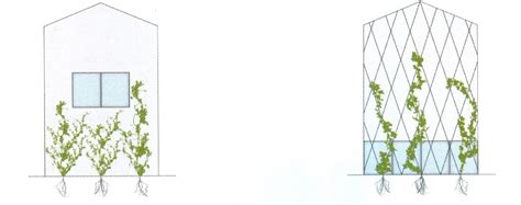 Fasadų apželdinimo būdai, kai fasadas jungiamas su apželdinimu