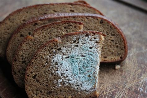 pelėsis ant silikono vonioje