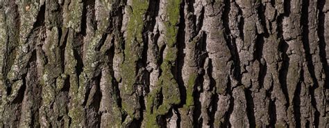 Kamštinio ąžuolo medis ir jo žievė