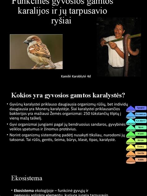 Infografika: moduliai ir jų tarpusavio ryšiai