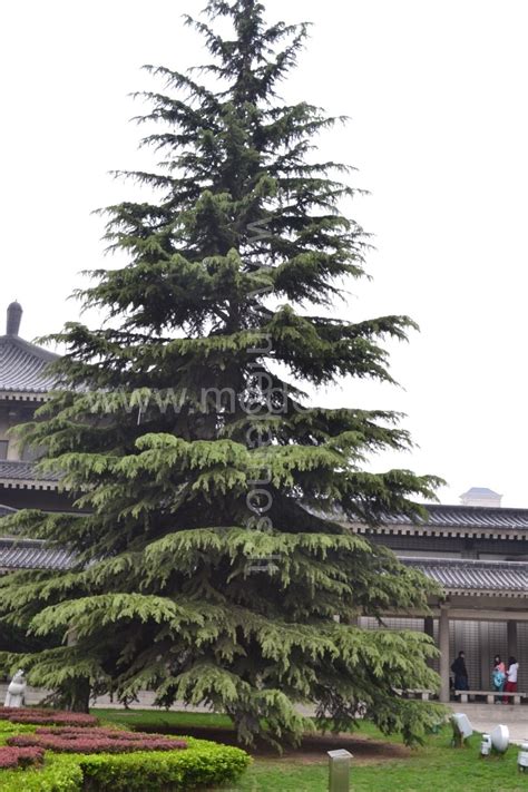 Kedro medis kalnuotoje vietovėje