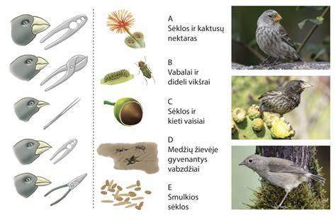 Kriaušių veislių įvairovė ir atrankos grafikas