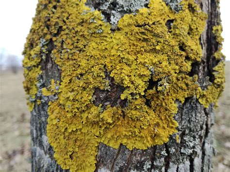 Kerpsamanės ant medžio kamieno