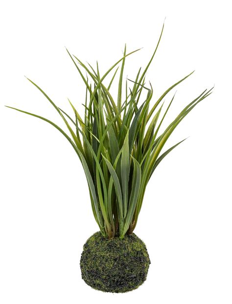 Samaninė arenija ant samanų