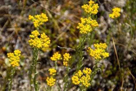Smiltyninis ausūnis smėlyje