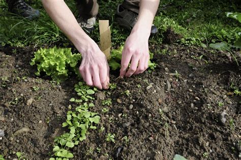Daržovių mulčiavimas