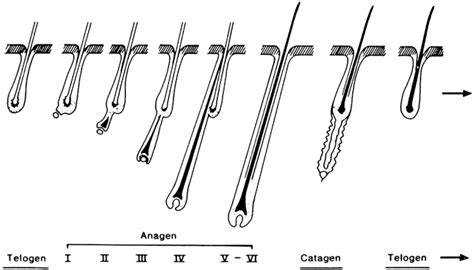 Diagram: plaukų plaukų augimo ciklas ir etapai