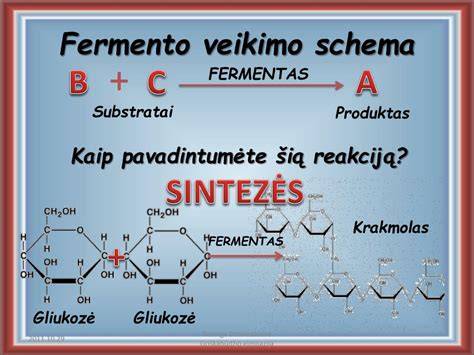 Virškinimo fermentų veikimo schema