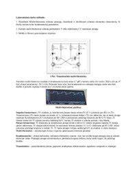 Diagraminė schema: BLANCO Blanco Felisa HD veikimo principas